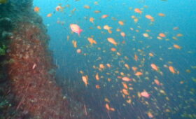 ダイブテリーズ