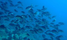 ダイブテリーズ