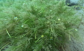 ダイブテリーズ