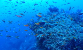 ダイブテリーズ