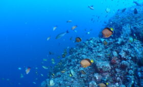 ダイブテリーズ