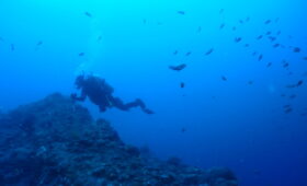 ダイブテリーズ