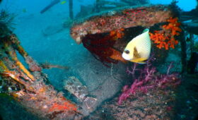 ダイブテリーズ