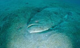 ダイブテリーズ