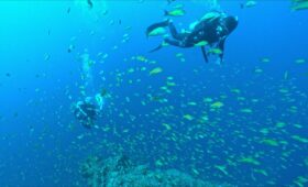 ダイブテリーズ