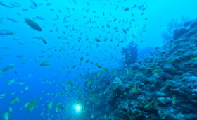 ダイブテリーズ