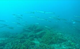 ダイブテリーズ