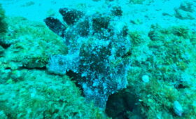 ダイブテリーズ