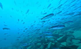 ダイブテリーズ