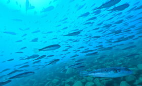 ダイブテリーズ