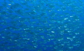 ダイブテリーズ