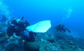 ダイブテリーズ