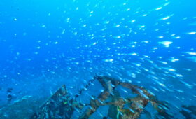 ダイブテリーズ