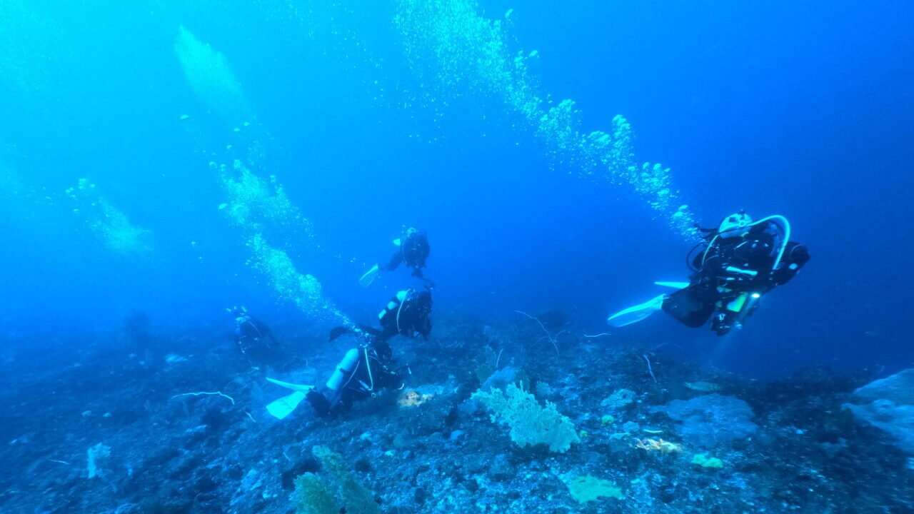 ダイブテリーズ ダイバー