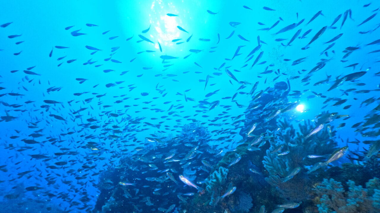 ダイブテリーズ