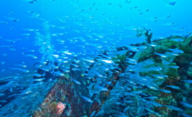 ダイブテリーズ