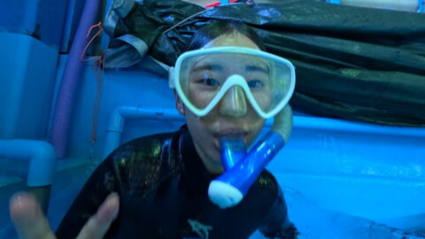 ダイブテリーズ