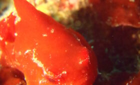 ダイブテリーズ