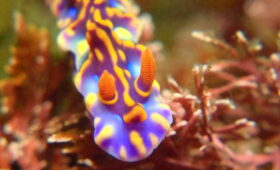 ダイブテリーズ