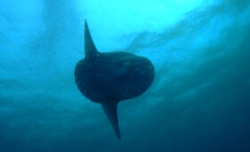 ダイブテリーズ