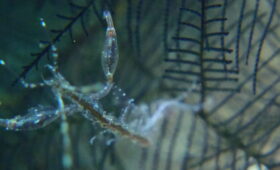 ダイブテリーズ