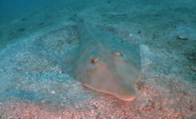 ダイブテリーズ