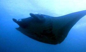 ダイブテリーズ