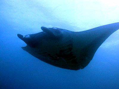 ダイブテリーズ