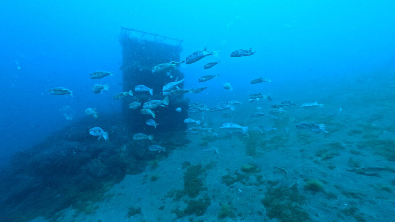 ダイブテリーズ