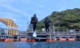 ダイブテリーズ