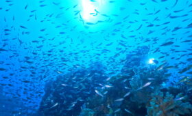 ダイブテリーズ