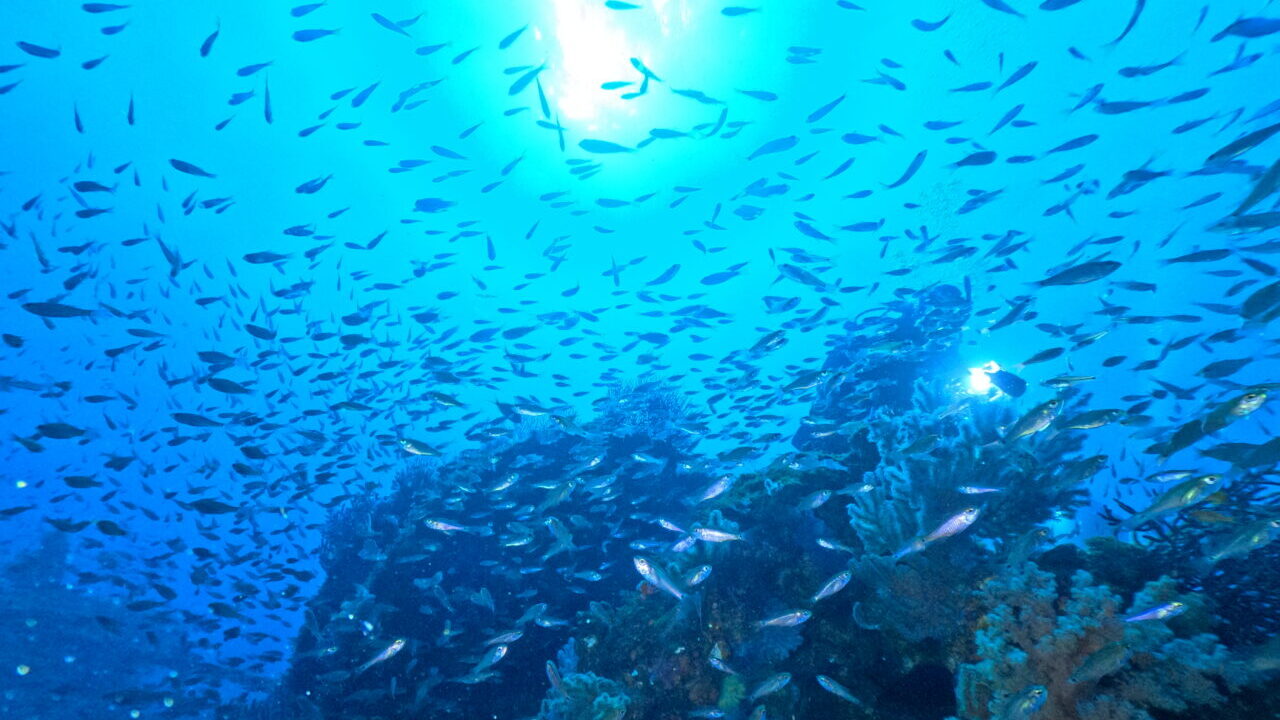 ダイブテリーズ