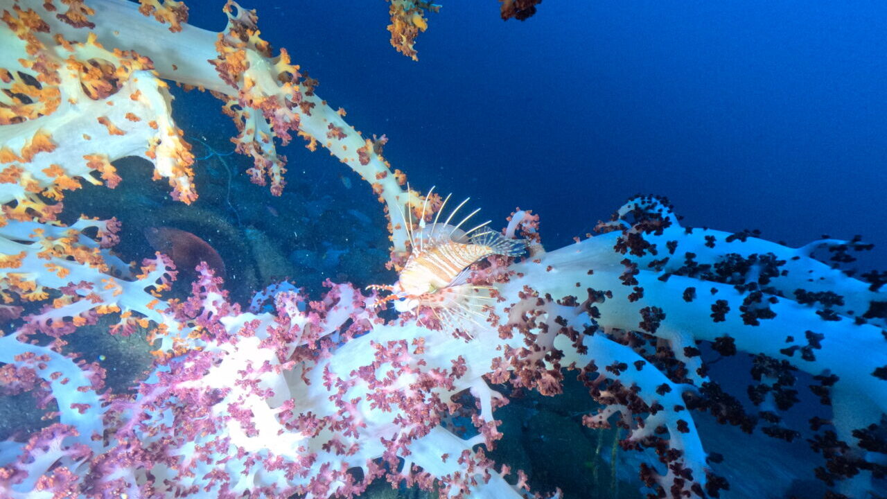 ダイブテリーズ