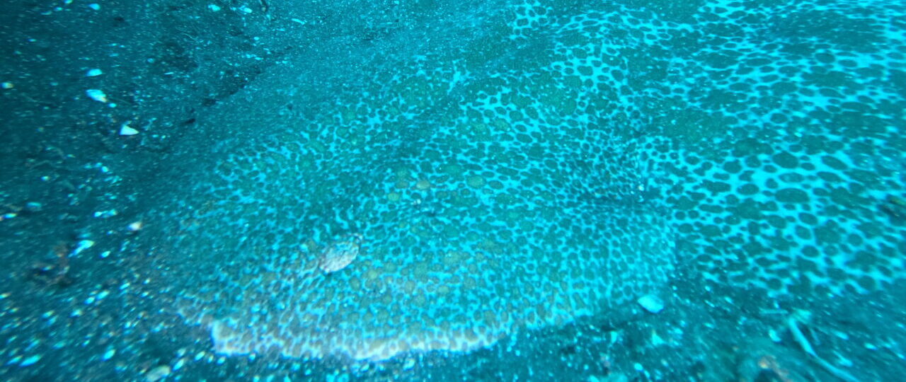 ダイブテリーズ