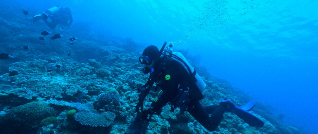 ダイブテリーズ