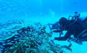 ダイブテリーズ