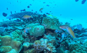 ダイブテリーズ