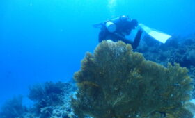 ダイブテリーズ