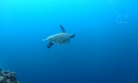 ダイブテリーズ