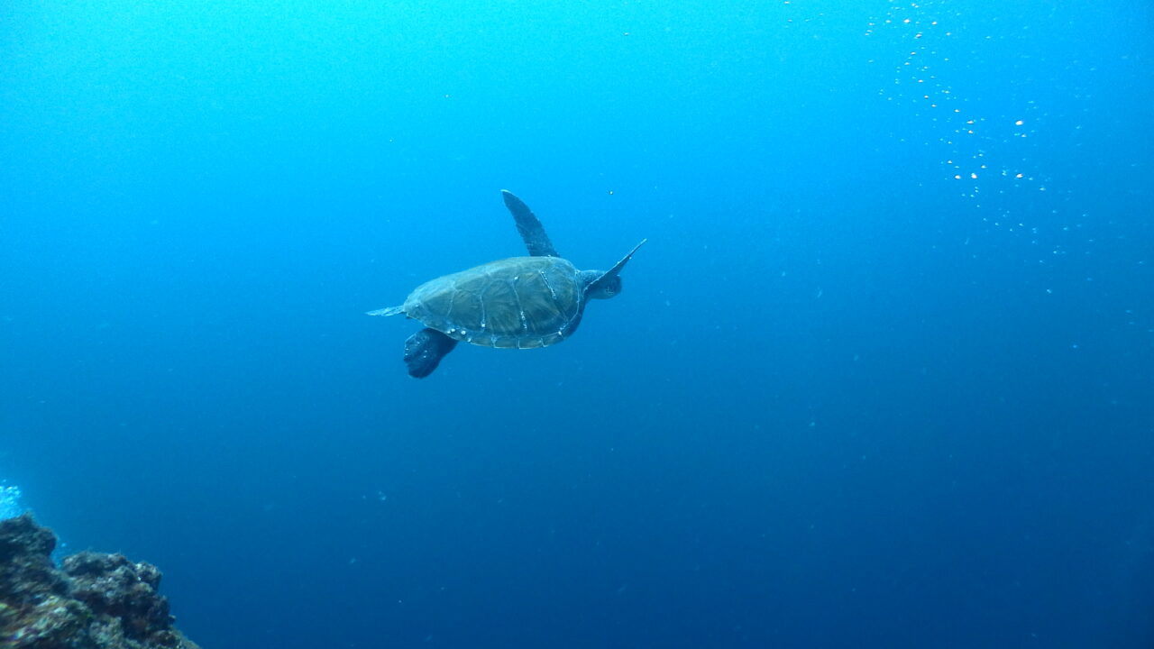 ダイブテリーズ