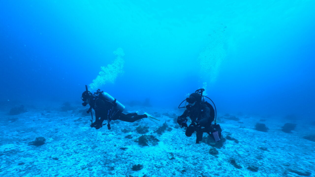 ダイブテリーズ