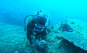 ダイブテリーズ