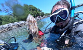 ダイブテリーズ