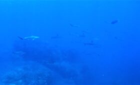 ダイブテリーズ