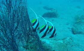 ダイブテリーズ