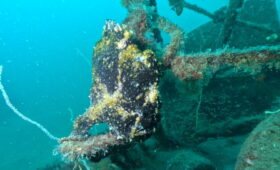 ダイブテリーズ