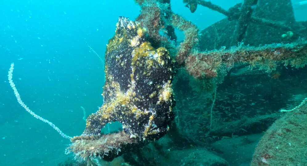 ダイブテリーズ