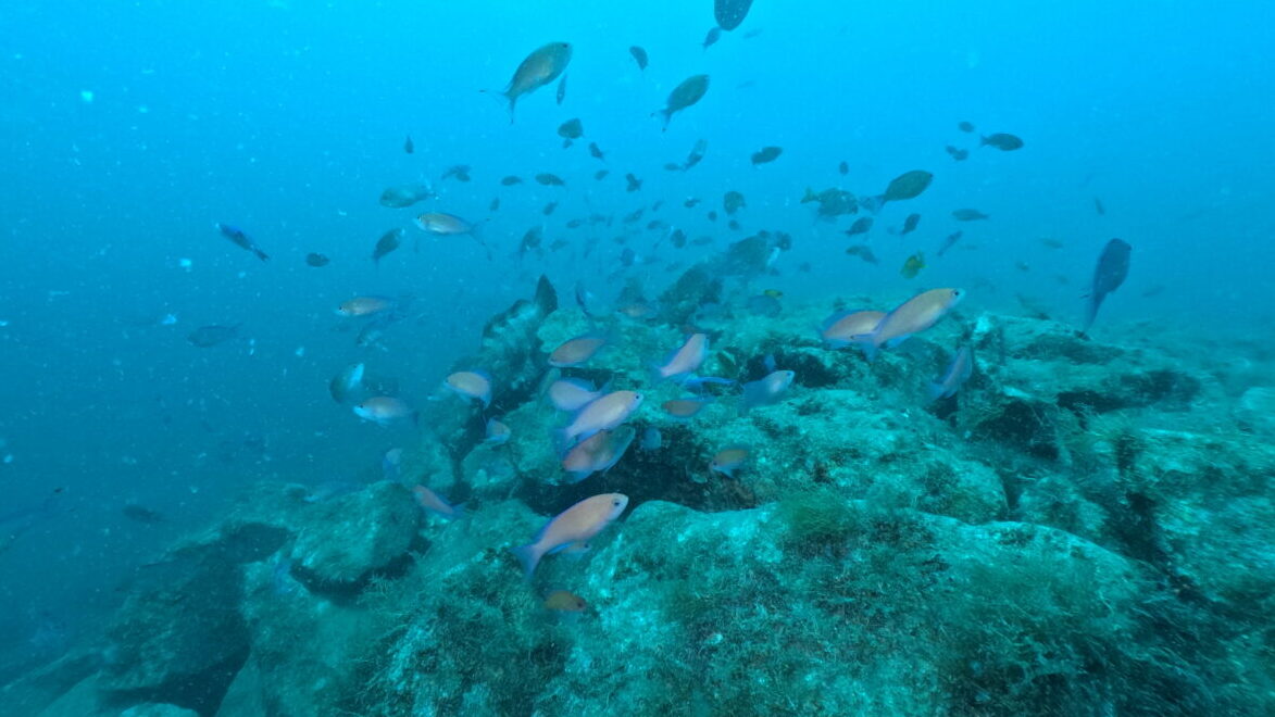 ダイブテリーズ