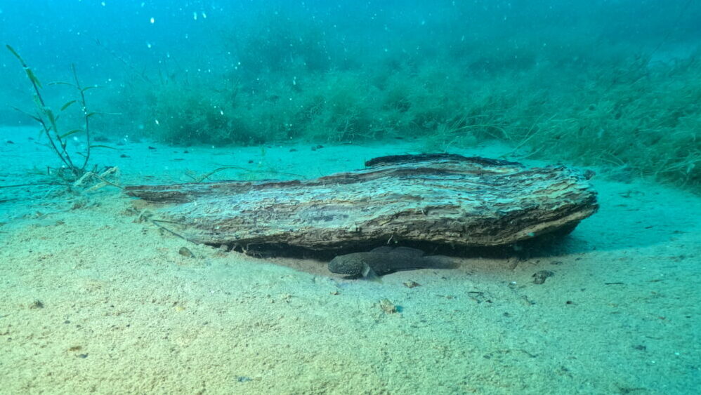 ダイブテリーズ