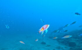 ダイブテリーズ